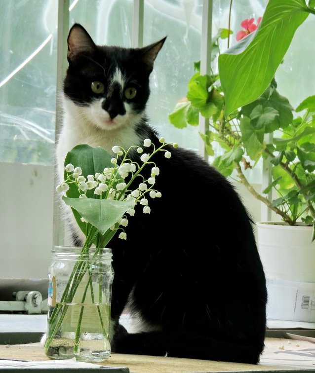 Кошка Муха.JPG