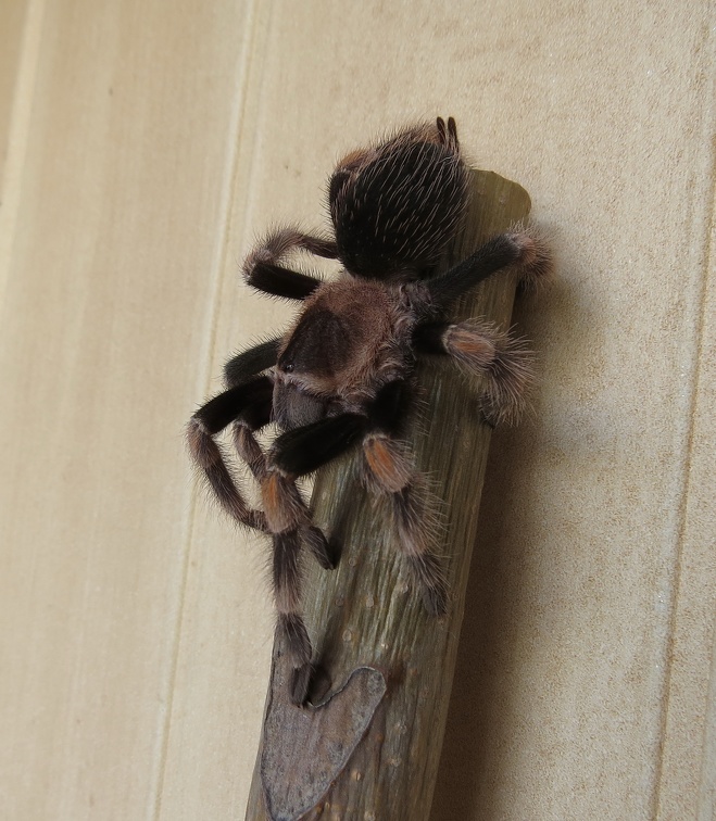 Brachypelma smithiJPG.jpg