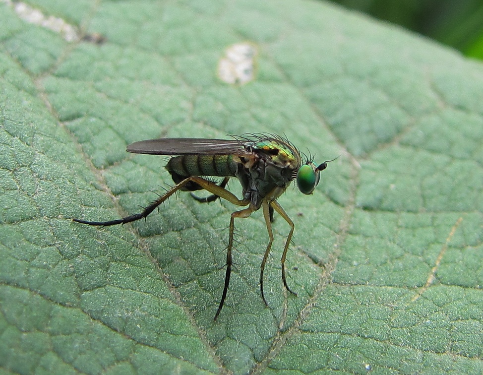 Зеленушка  Dolichopus sp..JPG